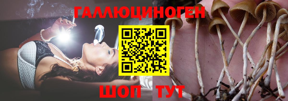 Псилоцибиновые грибы Psilocybe Гуково